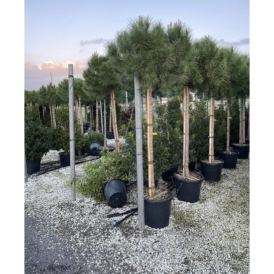 Mandulafenyő    PINUS PINEA T200 12/+ K45