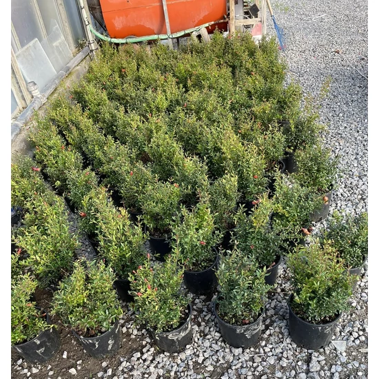Gránátalma PUNICA GRANATUM NANUM K3