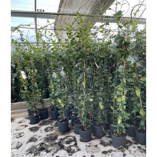 Csillag jázmin  TRACHELOSPERMUM JASMINOIDES 80/100 K2