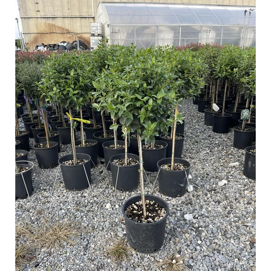 Téli bangita   VIBURNUM TINUS EVE PRICE T1/4 K7