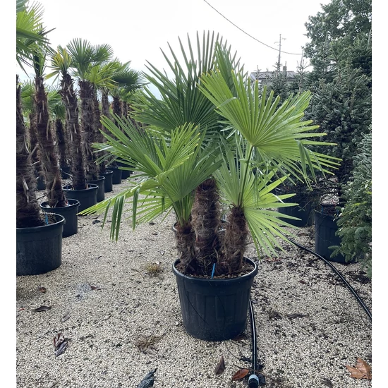 Kínai kenderpálma  CHAMAEROPS EXCELSA 3 TÖRZS/CSERÉP K70