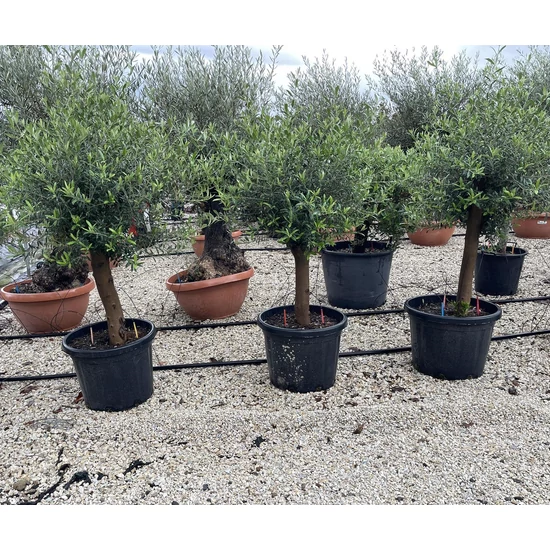 OlajfaOLEA EUROPAEA T1/4 K45