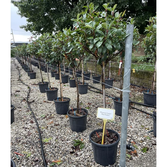 Örökzöld korallberkenye  PHOTINIA FRASERI RED ROBIN T1/2 K18