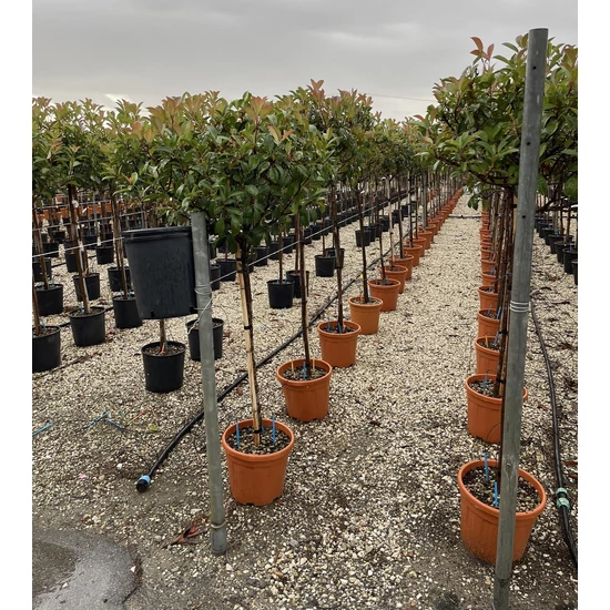 Örökzöld korallberkenye   PHOTINIA FRASERI RED ROBIN T1/2 K15