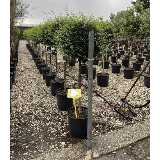 Aprólevelű fagyal   LIGUSTRUM JONANDRUM T1/2 K18