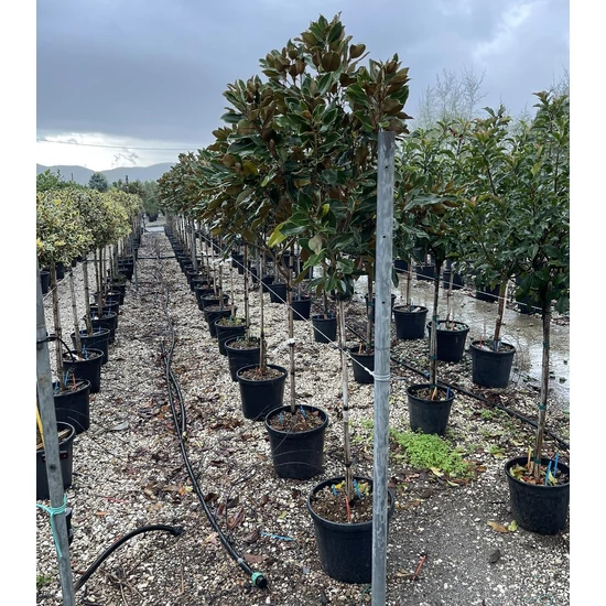 Örökzöld liliomfa   MAGNOLIA GRANDIFLORA LITTLE GEM T1/2 K18