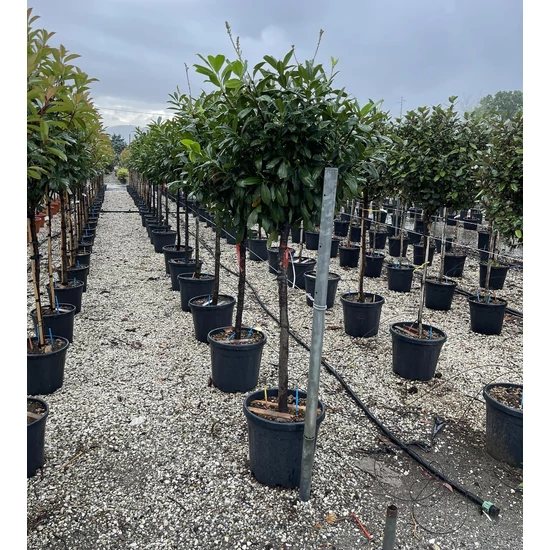 Közönséges babérmeggy   PRUNUS LAUROCERASUS NOVITA T1/2 K18