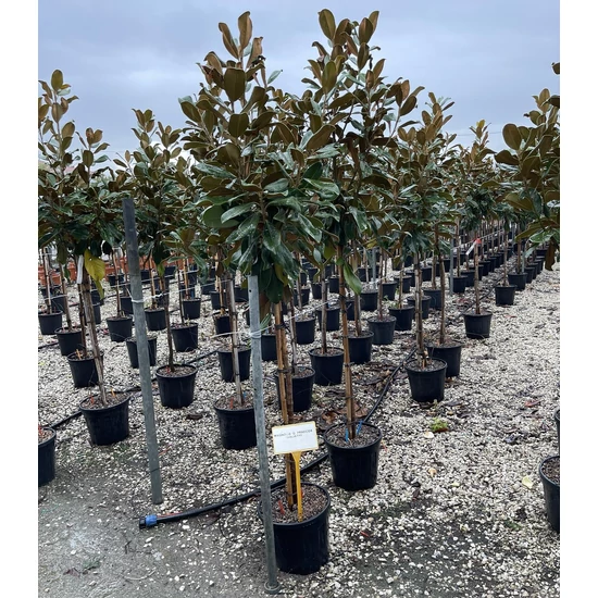Örökzöld liliomfa  MAGNOLIA GRANDIFLORA GALLISONIENSIS PRAECOX T1/2 K18