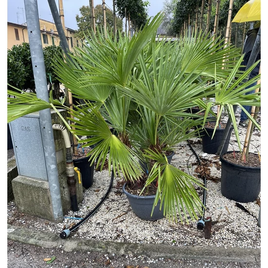 Kínai kenderpálma  CHAMAEROPS EXCELSA 3-4 TÖRZS BONSAI TÁLBAN