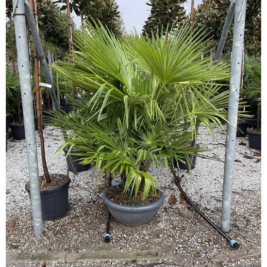 Kínai kenderpálma  CHAMAEROPS EXCELSA 3-5 TÖRZS BONSAI TÁLBAN