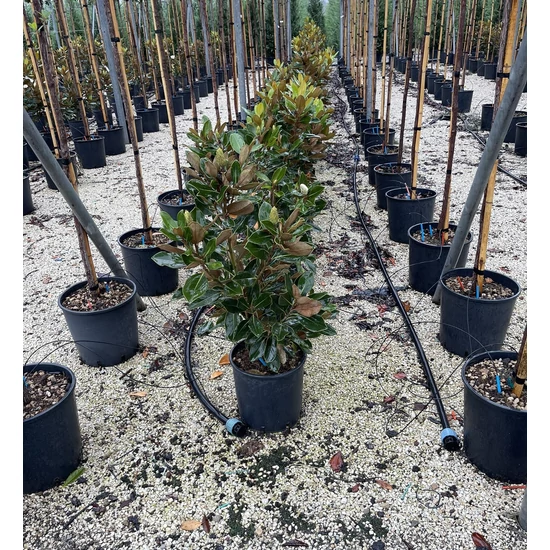 Örökzöld liliomfa   MAGNOLIA GRANDIFLORA LITTLE GEM K18