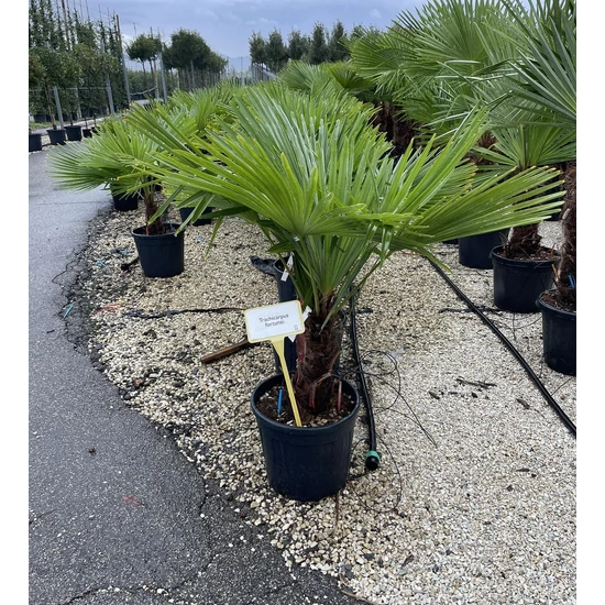 Kínai kenderpálma CHAMAEROPS EXCELSA T30/40