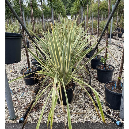 Vászonfű PHORMIUM TENAX VARIEGATUM K35