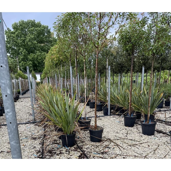 Vászonfű   PHORMIUM TENAX 100/+ K12