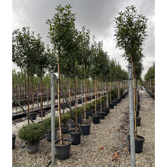 Örökzöld korallberkenye   PHOTINIA FRASERI RED ROBIN 7/9 K