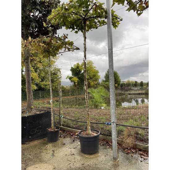 Juharlevelű platán  PLATANUS ORIENTALIS T300 TETŐ FORMA 150×150 