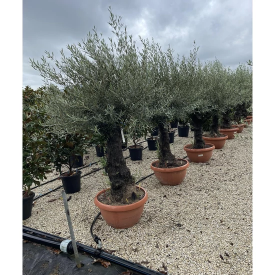 Olajfa    OLEA EUROPAEA T60/80 BONSAI TÁLBAN