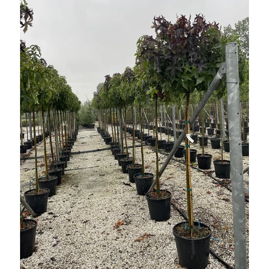 Amerikai ámbrafa   LIQUIDAMBAR STYRACIFLUA GUMBALL T3/4 K