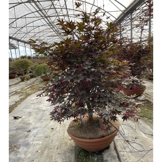 Japán juharACER PALMATUM FIREGLOW BONSAI TÁLBAN K50
