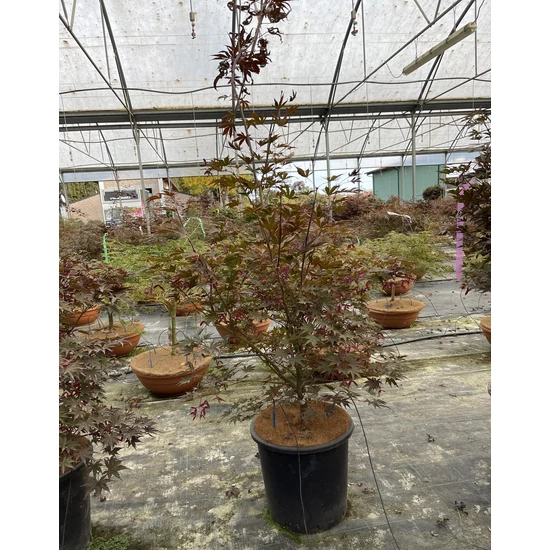 Japán juhar  ACER PALMATUM FIREGLOW 160/+ K25