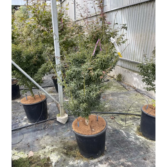 Japán juhar  ACER PALMATUM SHISHIGASHIRA 160/+ K25