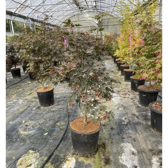 Japán juhar  ACER PALMATUM BLOODGOOD 160/+ K25
