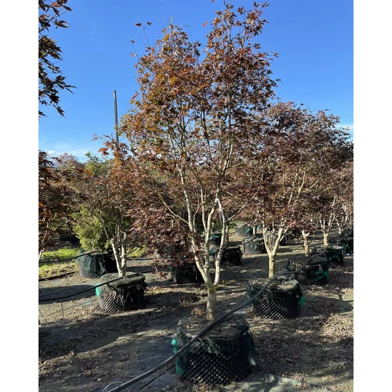 Japán juhar ACER PALMATUM FIREGLOW 350/+ K160