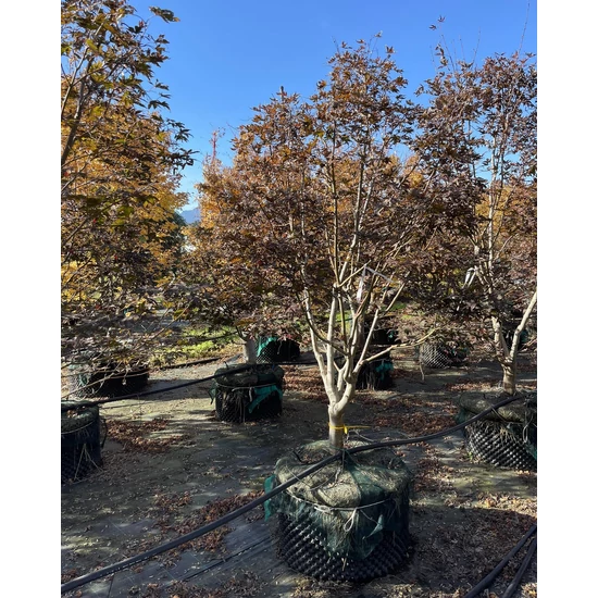 Japán juhar ACER PALMATUM FIREGLOW  300/+ K160