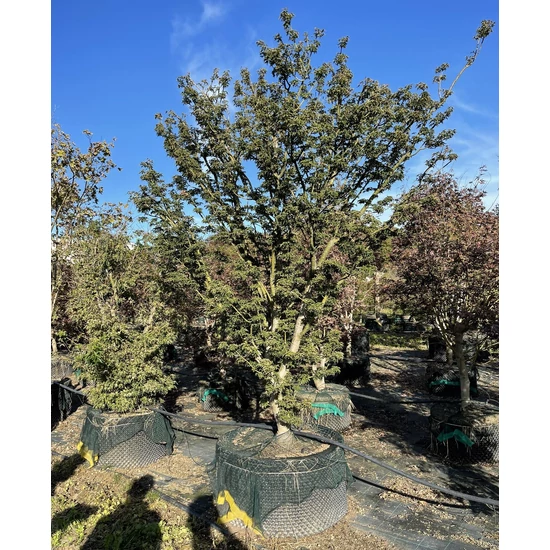 Japán juhar ACER PALMATUM SHISHIGASHIRA  350/+ K285