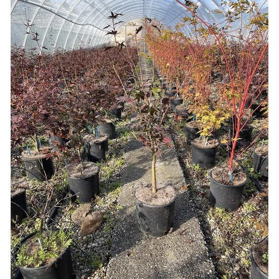 Japán juharACER PALMATUM BLOODGOOD 40/50 K5