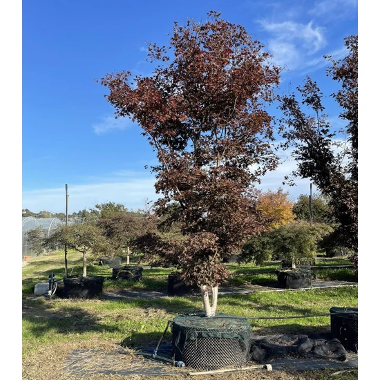 Japán juhar ACER PALMATUM FIREGLOW 500/+ K1500