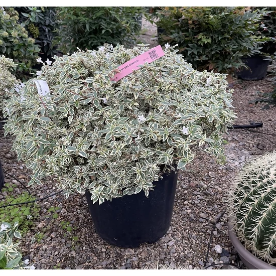 Nagyvirágú tárnicslonc ABELIA GRANDIFLORA CONFETTI K15/18