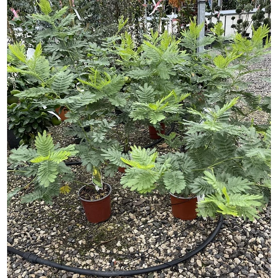 Acacia ACACIA DECURRENS GAULOIS 150/200 K5
