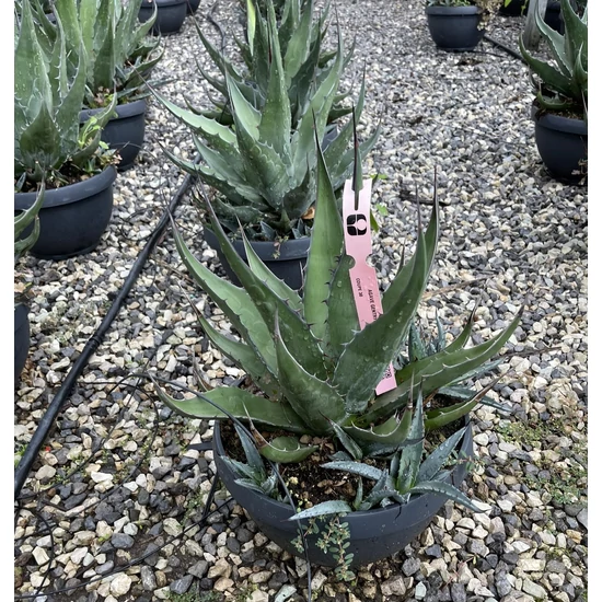 Közönséges agávé AGAVE GENTRYI JAWS LAPOS TÁLBAN CS30