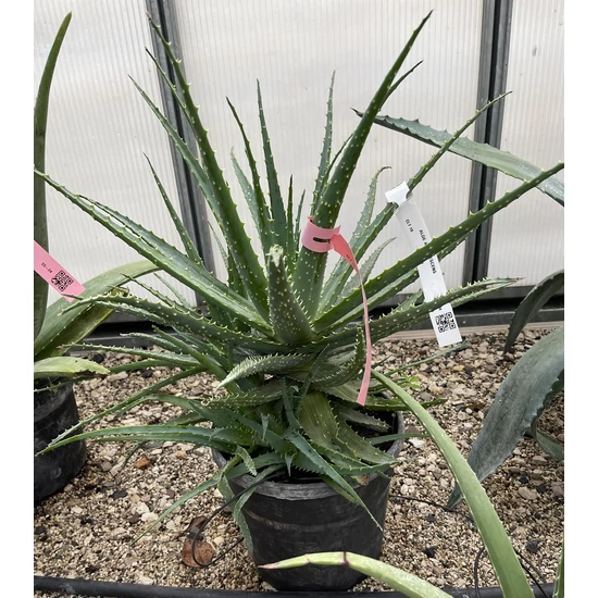 Aloe vera ALOE ARBORESCENS K10
