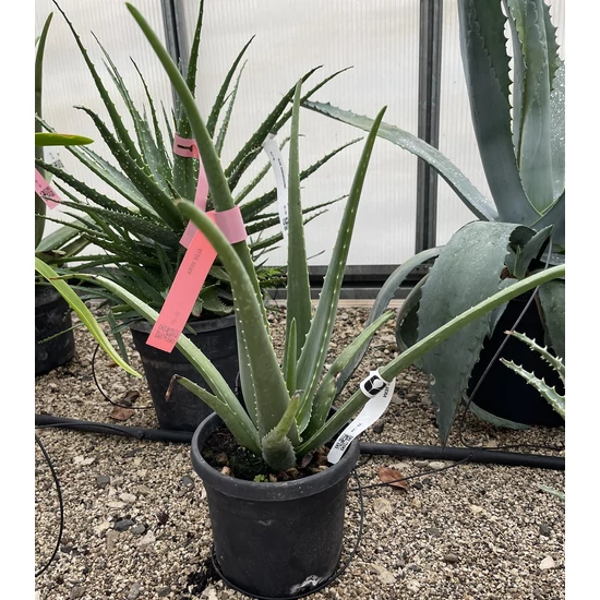 Aloe vera ALOE VERA K3