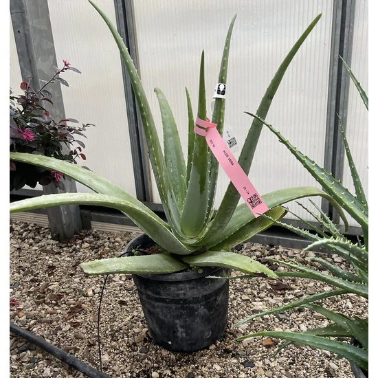 Aloe vera ALOE VERA K10