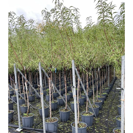 Mandula PRUNUS AMYGDALUS FAJTÁK T1/2 K15