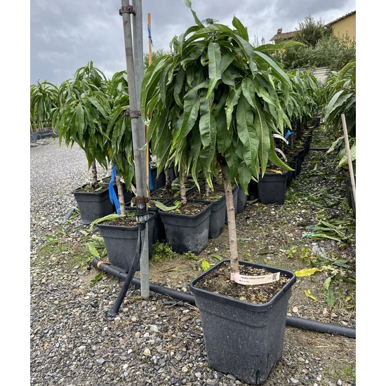 Őszibarack PRUNUS PERSICA SNOW BABY T1/4 K11