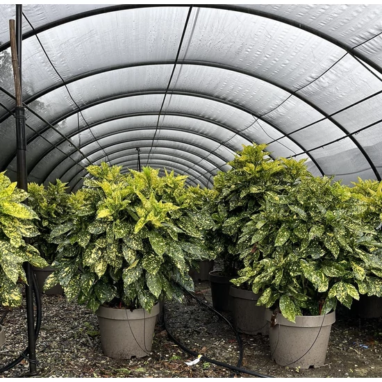 Márványos babérsom AUCUBA JAPONICA CROTONIFOLIA GOLD 80/100 K25/30