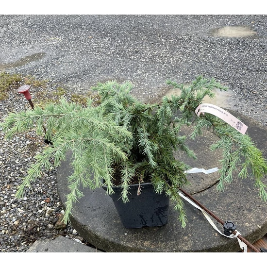 Kék terülő himalájai cédrus CEDRUS DEODARA FEELIN BLUE 40/+ K11