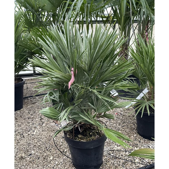 Törpe lószőrpálma CHAMAEROPS HUMILIS COMPACTA K7/10
