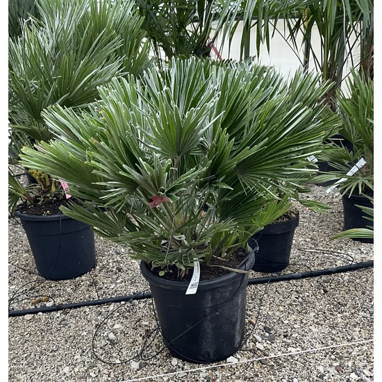 Törpe lószőrpálma CHAMAEROPS HUMILIS COMPACTA K15