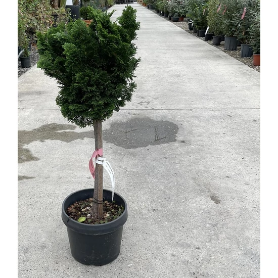 Hinoki hamisciprus   CHAMAECYPARIS OBTUSA NANA GRACILIS T1/4 K7/10