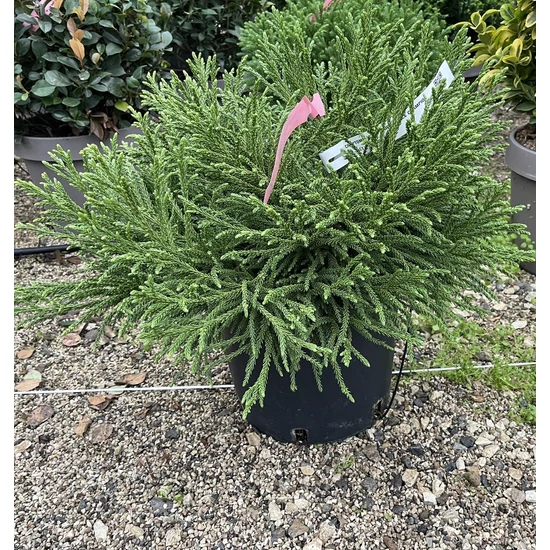 Törpe japán szugifenyő CRYPTOMERIA JAPONICA LITTLE CHAMPION 30/40 K7/10