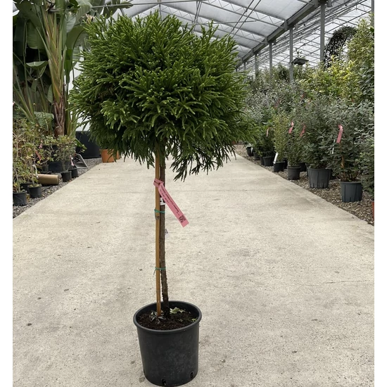 Törpe japán szugifenyő CRYPTOMERIA JAPONICA LITTLE CHAMPION T1/2 30/40 GÖMB K7/10
