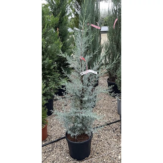Oszlopos, kék arizoniai ciprus CUPRESSUS ARIZONICA FASTIGIATA 100/125 K7/10