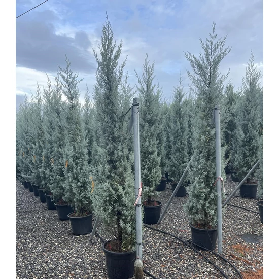 Oszlopos, kék arizoniai ciprus CUPRESSUS ARIZONICA FASTIGIATA 200/250 K30/35