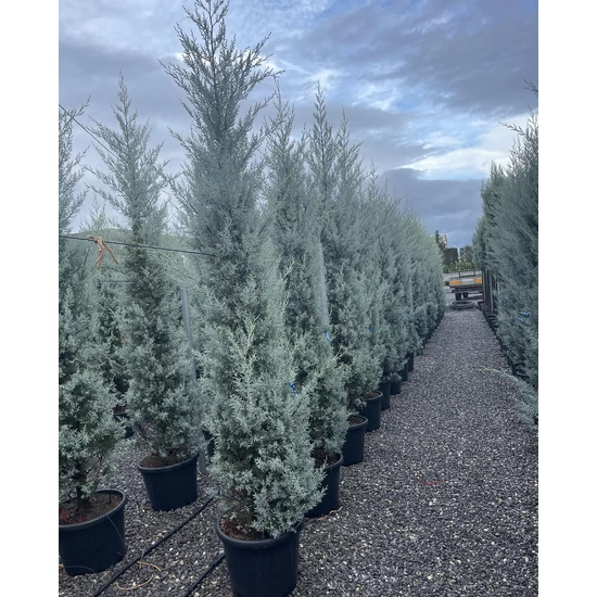 Oszlopos, kék arizoniai ciprus CUPRESSUS ARIZONICA FASTIGIATA 250/300 K50/70