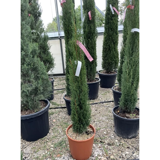 Európai ciprus CUPRESSUS SEMPERVIRENS TOTEM 80/100 K7/10